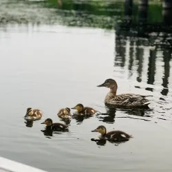 Crystal Lake Park - Grande Prairie