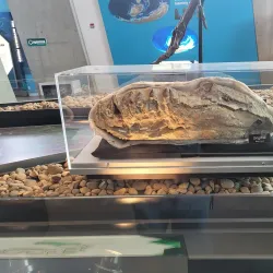 Philip J. Currie Dinosaur Museum - Grande Prairie