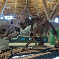 Philip J. Currie Dinosaur Museum - Grande Prairie