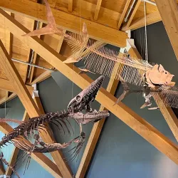 Philip J. Currie Dinosaur Museum - Grande Prairie