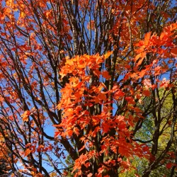 University of Guelph Arboretum - Guelph
