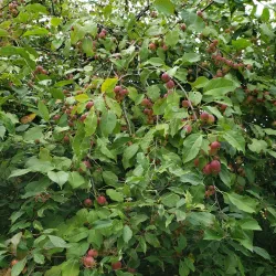 Haldimand County Trails - Hagersville