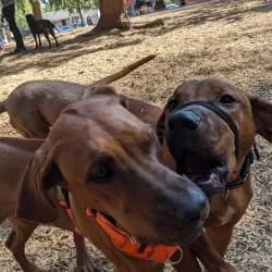 Normandale Park - Hagersville