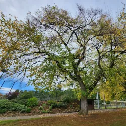 Normandale Park - Hagersville