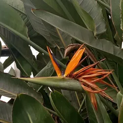 Royal Botanical Gardens - Hamilton