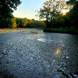 Lakeside Picnic Area - Hammond