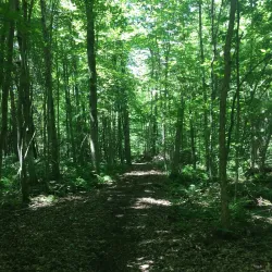 Maplewood Trail - Hammond