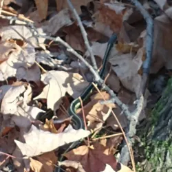 Maplewood Trail - Hammond