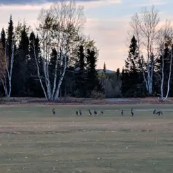 Goose Bay Golf Club - Happy Valley-Goose Bay