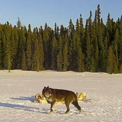 Fishing and Hunting Excursions - High Level