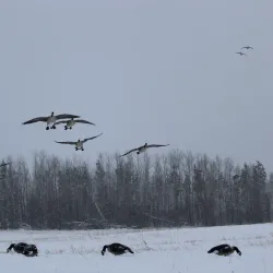 Fishing and Hunting Excursions - High Level