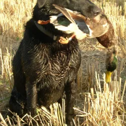 Fishing and Hunting Excursions - High Level