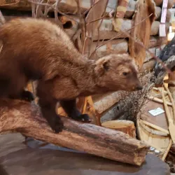 High Level Heritage Museum - High Level