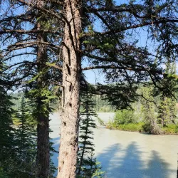 Athabasca River - Hinton