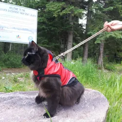 Athabasca River - Hinton