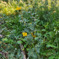Athabasca River - Hinton
