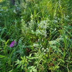 Athabasca River - Hinton