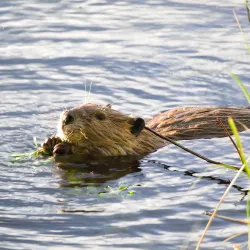 Beaver Boardwalk Trail - Hinton