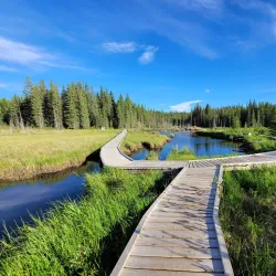 Beaver Boardwalk - Hinton