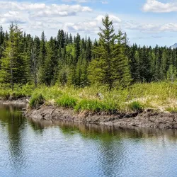 Beaver Boardwalk - Hinton