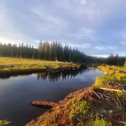 Beaver Boardwalk - Hinton