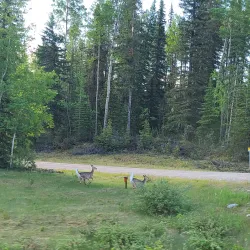 William A. Switzer Provincial Park - Hinton