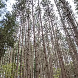 Holland Landing Trail System - Holland Landing