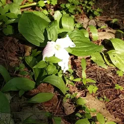 Holland Landing Waterfront Park - Holland Landing