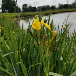 Houston Golf Club - Houston