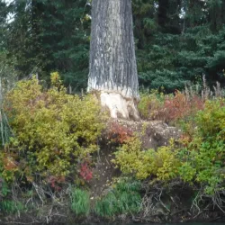 Morice River - Houston