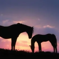 Hudson Bay Coastline - Inukjuak