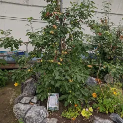 Inuvik Community Greenhouse - Inuvik