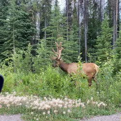 Maligne Lake - Jasper