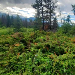 Valley of the Five Lakes - Jasper