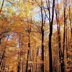 Parc des Vétérans - Joliette
