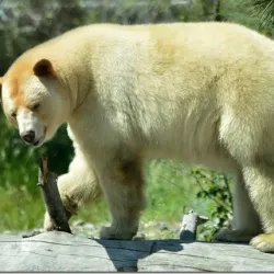 Kamloops Wildlife Park - Kamloops