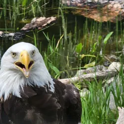 Kamloops Wildlife Park - Kamloops