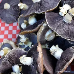 Kimberley Farmers Market - Kimberley