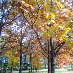 La Patrie Historical Museum - La Patrie