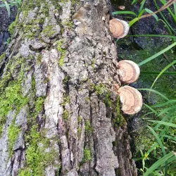 Gatineau Park - La Peche