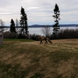 Labrador City Golf Club - Labrador City
