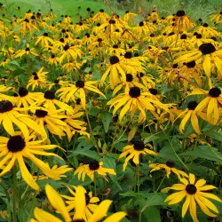 Golf Lachute - Lachute