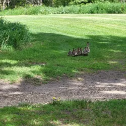 Lacombe Golf & Country Club - Lacombe