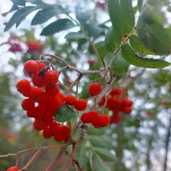 Lacombe Heritage Trail - Lacombe