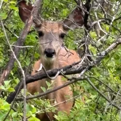 Lacombe Heritage Trail - Lacombe