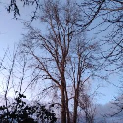 Ladner Harbour Park - Ladner