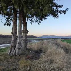 Westham Island - Ladner