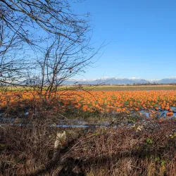 Westham Island - Ladner