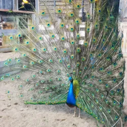 Laval Zoo (Zoo de Laval) - Laval