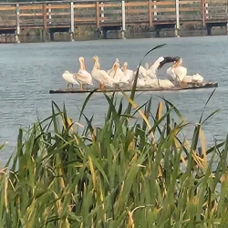 Telford Lake Park - Leduc